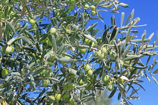 Mnoho zelené olivy — Stock fotografie