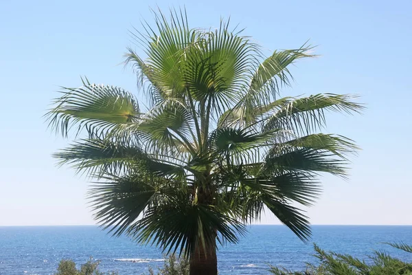 Palmy wentylatora na plaży — Zdjęcie stockowe