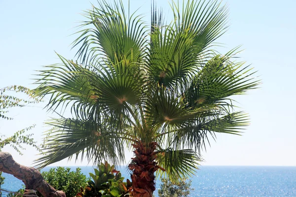 Palmera ventilador en la playa —  Fotos de Stock