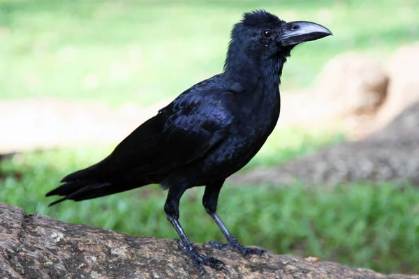 Чёрный ворон крупный план — стоковое фото