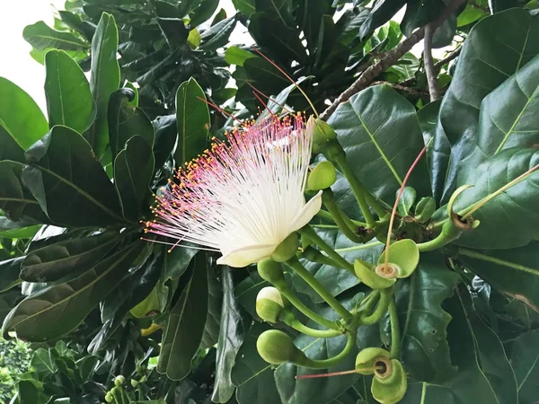 斯里兰卡的热带花卉 — 图库照片