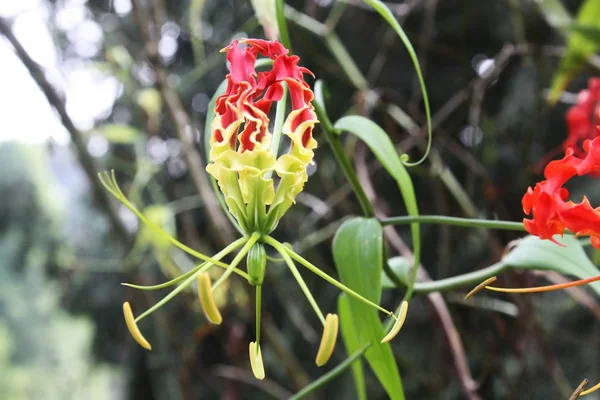 斯里兰卡的热带花卉 — 图库照片