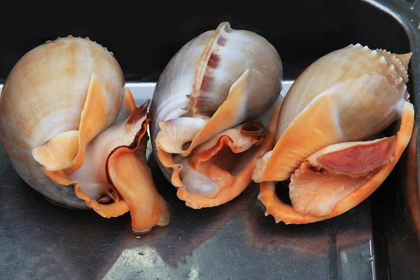 Mollusques Du Golfe De Thaïlande — Photo gratuite