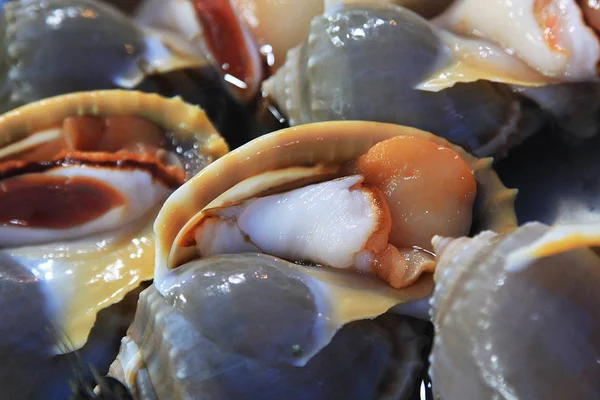 Mollusques Du Golfe De Thaïlande — Photo