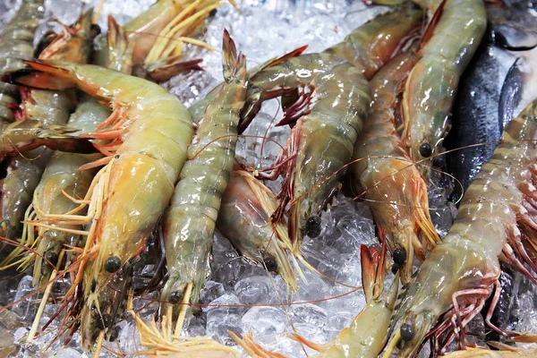 Crevettes sur glace — Photo