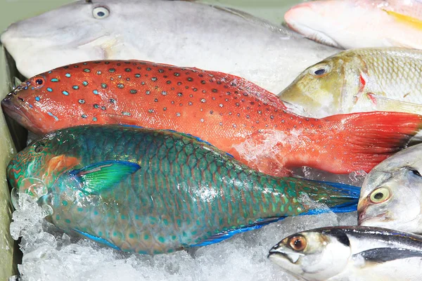 Čerstvé tropické ryby v ledu — Stock fotografie