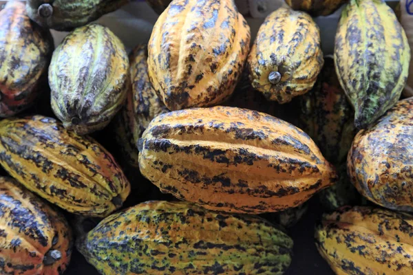 Cacao, frutas maduras — Foto de stock gratis