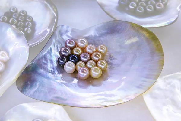Множество жемчужин в морской раковине — стоковое фото