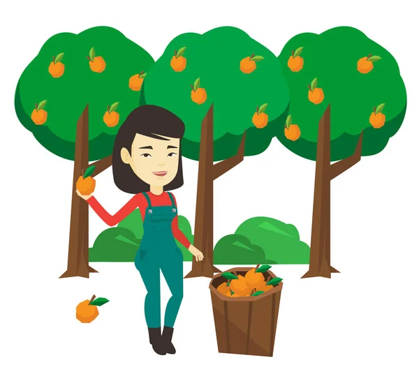 Farmer coleta de laranjas ilustração vetorial . — Vetor de Stock