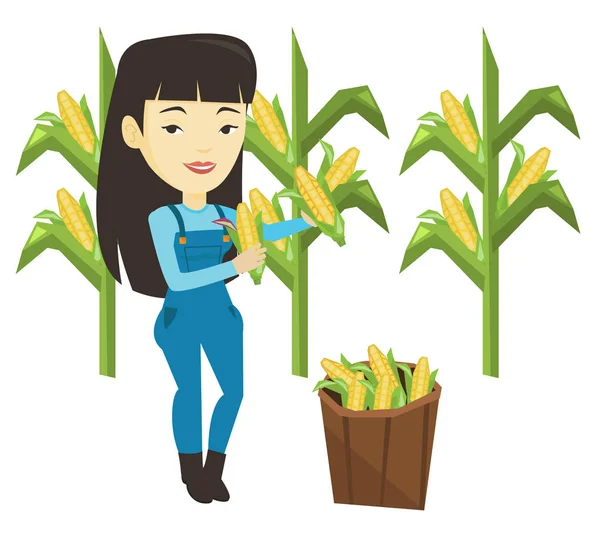 Farmer collecting corn vector illustration. — Stock Vector