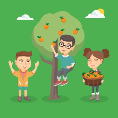 Çocuk meyve portakal hasadı.