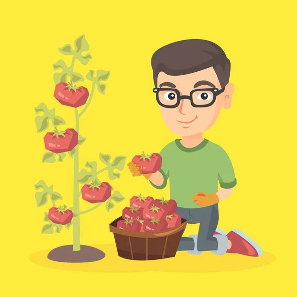 Pequeño granjero caucásico cosechando tomates . — Archivo Imágenes Vectoriales