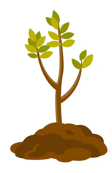Illustration vectorielle de la croissance des arbres dans le sol . — Image vectorielle