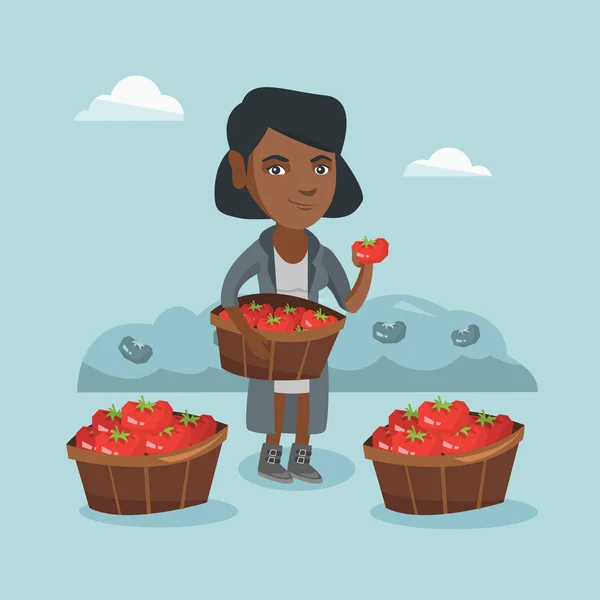 Молодой афро-американский фермер собирает помидоры . — стоковый вектор