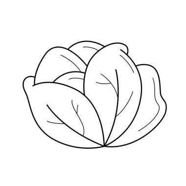 Beyaz lahana vektör satırı simgesi.