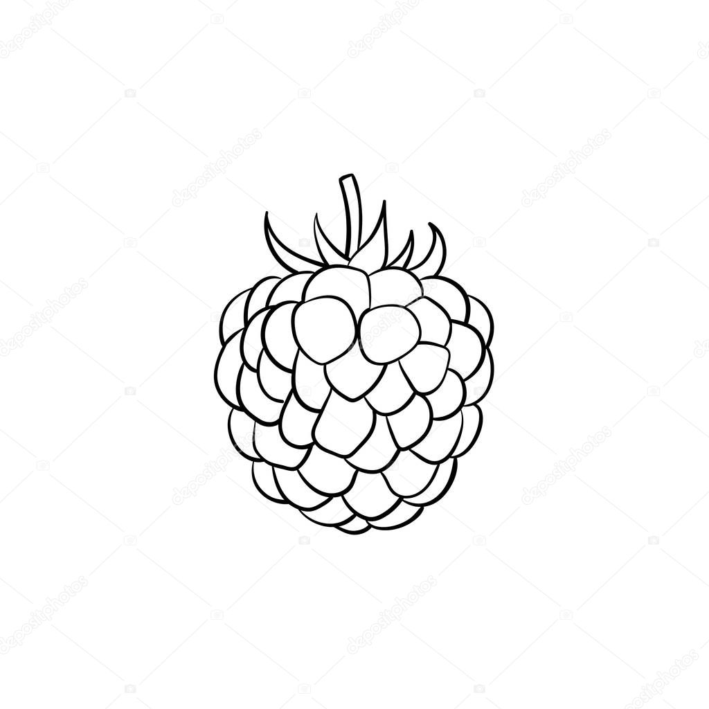 Blackberry hand drawn sketch icon.