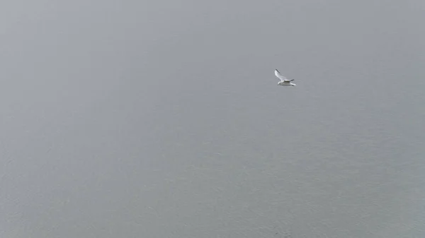 Pescăruș deasupra râului . — Fotografie, imagine de stoc