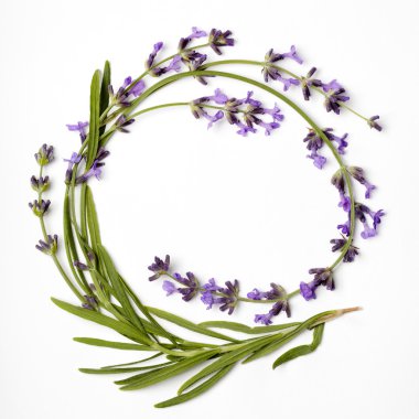 Çelenk lavanta 
