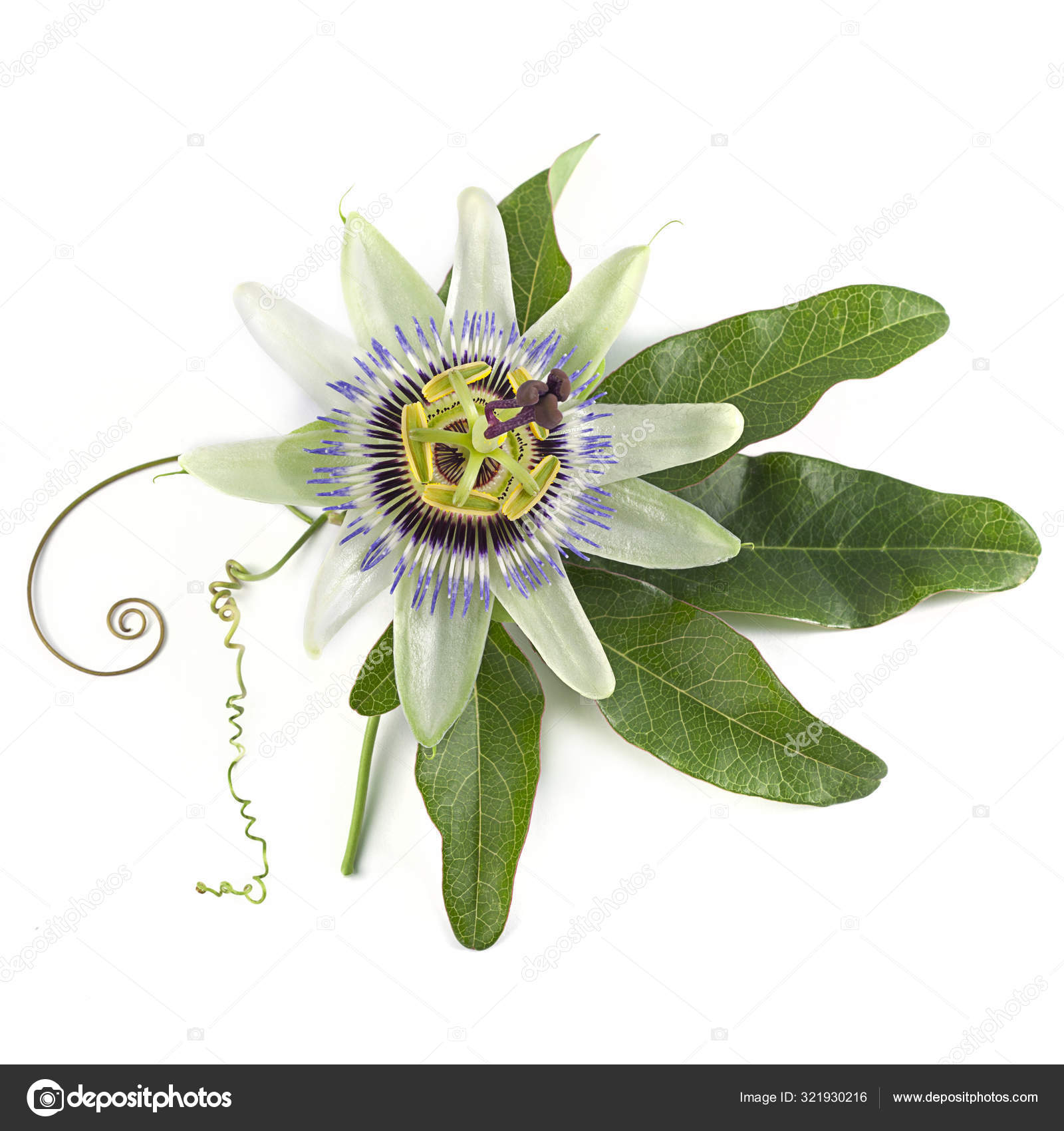 Blue Passion Flower Passiflora Caerulea On A White Background Stock Photo Image By C Ziablik Blue Passion Flower Passiflora Caerulea On A White Background Stock Photo Image By C Ziablik