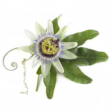 Beyaz arka planda mavi tutku çiçeği (Passiflora caerulea)