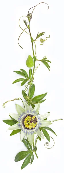 Blauwe passiebloem (Passiflora caerulea) op een witte achtergrond — Stockfoto