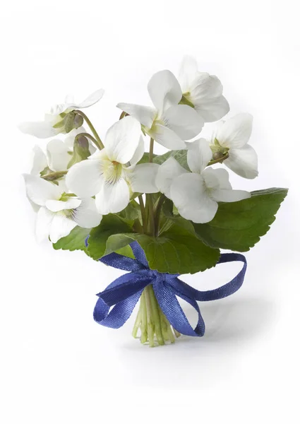 White violets (Viola alba) with a ribbon — Stock Photo, Image