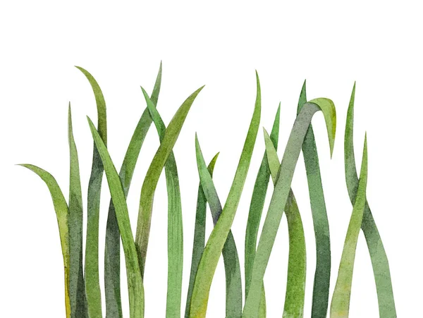 Groene Gras Elementen Aquarel Illustratie — Stockfoto