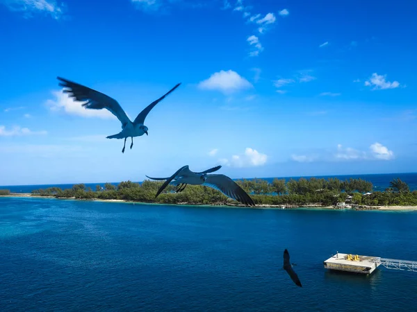 3 Möwen fliegen — Stockfoto