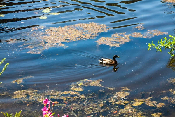 Плавающая утка — стоковое фото