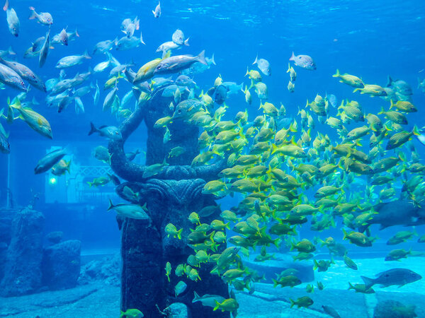A lot of fish in a group in an aquarium