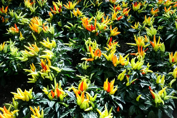 Decoratieve peper planten — Stockfoto