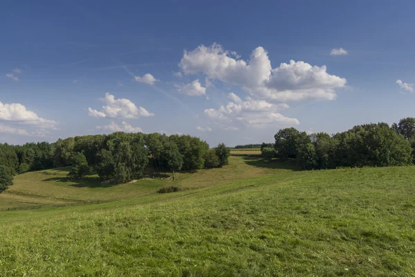 Field in the region of hallertau, Bayern (germany) — Stock Photo, Image