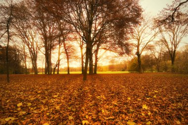 Kayın Güz, düşük bakış açısı. Englischer Garten (