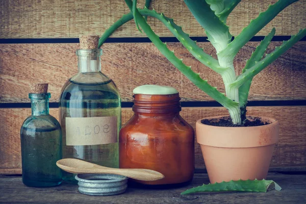 Planta de aloe en maceta, botella de esencia de aloe vera, crema o ungüento . — Foto de Stock