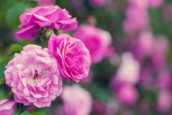 Belo jardim rosa rosa fundo com espaço de cópia — Fotografia de Stock