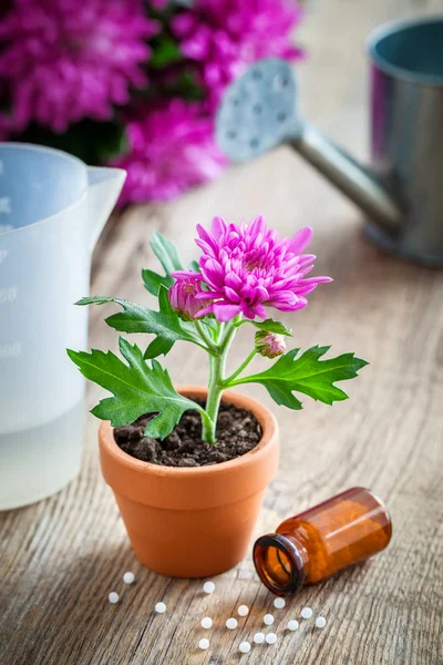 Homeopathische middelen voor kamerplanten en gewassen, chrysant bloem in de pot en gieter. Natuurlijke alternatieve behandeling van plantenziekten — Stockfoto