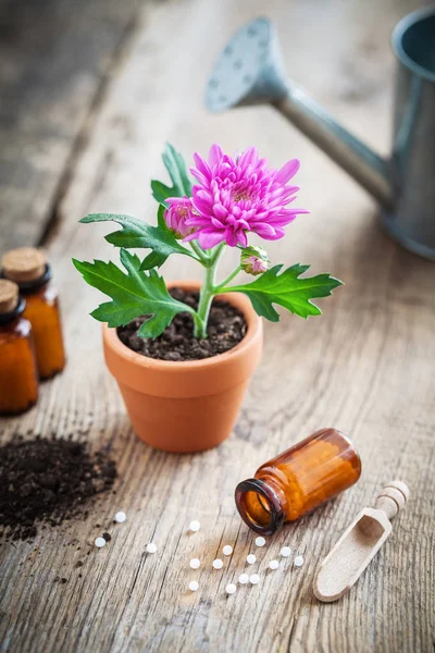 Homeopatiska medel för växter och grödor, krysantemum blomma i potten och vattenkanna. Naturliga alternativ behandling av växtsjukdomar — Stockfoto