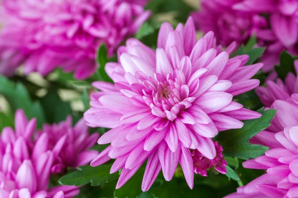 Purple chrysanthemum flowers close up. — Stock Photo, Image