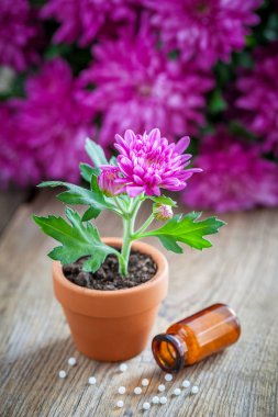 Homeopatik alternatif için doğal tedavi houseplants ve bitkileri, tencerede Kasımpatı çiçeği.