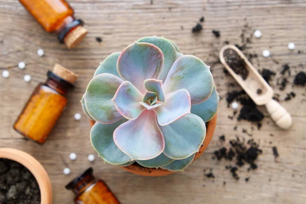 Echeveria květináče a homeopatika rostlin a plodin. — Stock fotografie