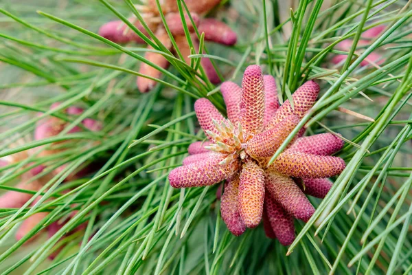 Kegel van rood of Noorwegen Pine in lente - Pinus resinosa - Braziliaanse boom van Minnesota, Noord-Amerika. — Stockfoto