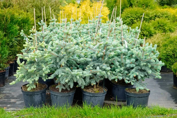 Fir trees in pots for sale. — Stock Photo, Image