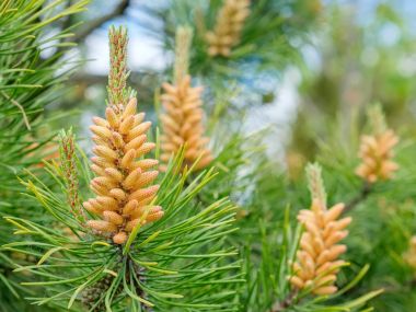Bahar - Pinus contorta çarpık çam. Batı Kuzey Amerika'da yaygın bir ağaç.