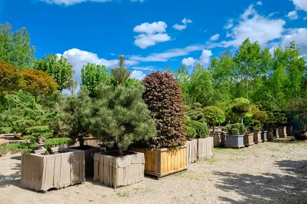 Pine and fir in pots and bonsai garden plants on tree farm. — Stock Photo, Image