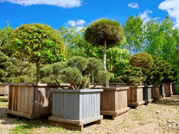 Alberi di pino, abete e giardino e bonsai in scatole in fattoria di alberi . — Foto Stock