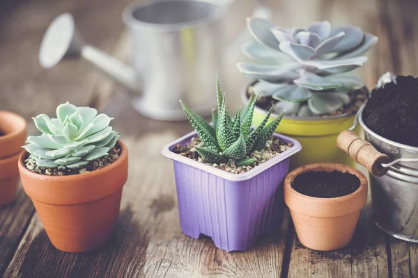 Suculentas en macetas, cubo con tierra y regadera. Plantación y cuidado de plantas de interior y flores . — Foto de Stock