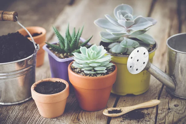 Succulente in vaso, secchio con terriccio e annaffiatoio. Piantagione e cura di piante da appartamento e fiori . — Foto Stock