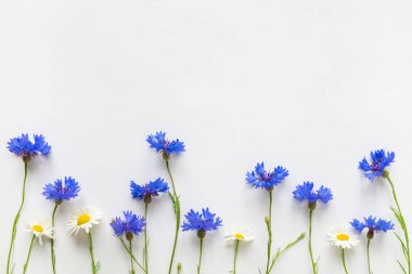 Yaz mavi Peygamber ve papatya çiçekler kopya alanı ile beyaz arka plan üzerinde. Düz yatıyordu, en iyi görünümü.