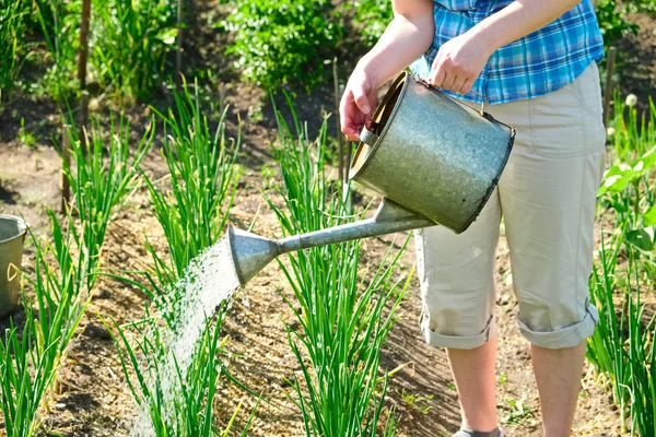 Женщина садовник поливая лук с полив банка в саду . — стоковое фото