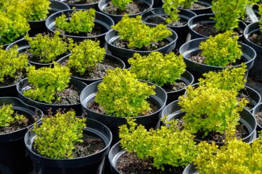 Kızamık bitkiler tencere. 